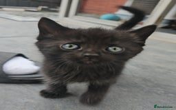 Domestic Shorthair cats for sale: 1 grey tabby and 3 black shorthair kittens in London - Image 3