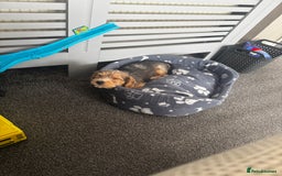 Mixed Breed dogs for sale: Bruno  - Image 8