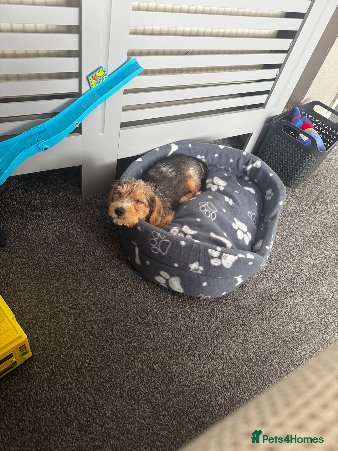 Mixed Breed dogs for sale: Bruno  - Image 8