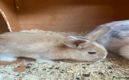 Mini Lop rabbits for sale: Mini lop bunnies  - Image 5