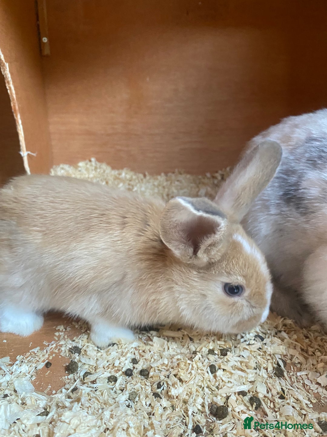 Mini Lop rabbits for sale: Mini lop bunnies  - Image 5
