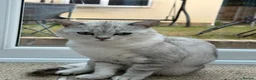 British Shorthair cats for sale:     🐾 Stunning British Shorthair Kittens  🐾  - Advert 4