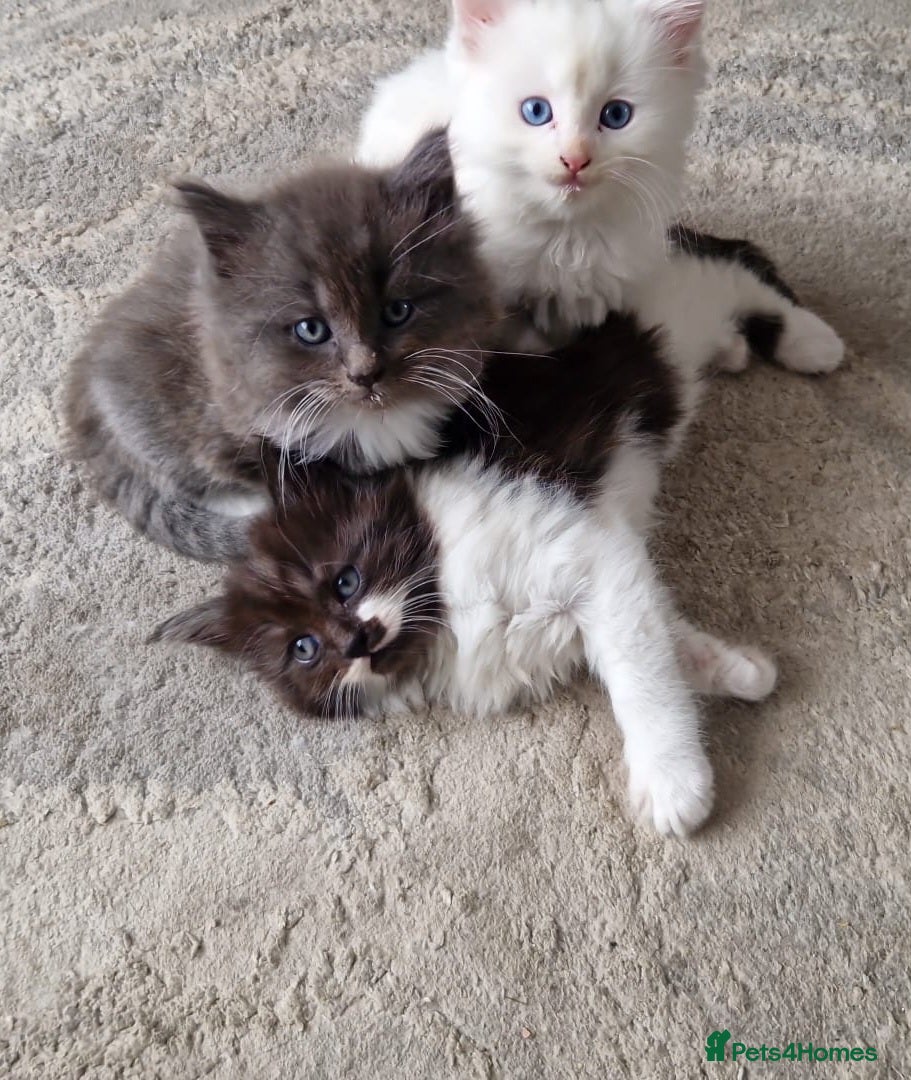 Turkish Angora cats for sale: Adorable fluffy kittens for sale - Advert 1