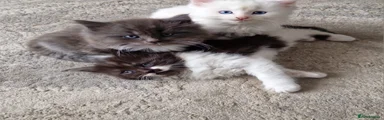 Turkish Angora Kitten 1