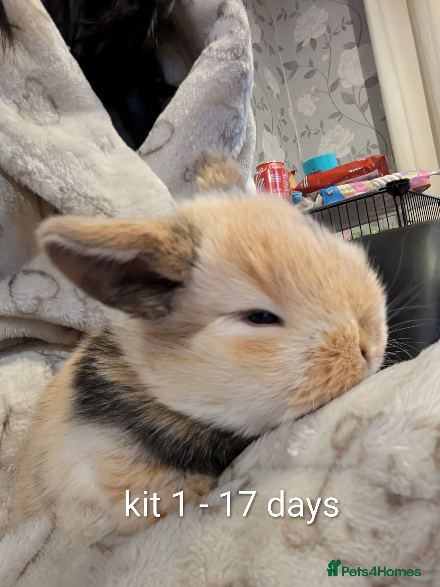 Mini Lop rabbits Pure bred minilops - Advert 3