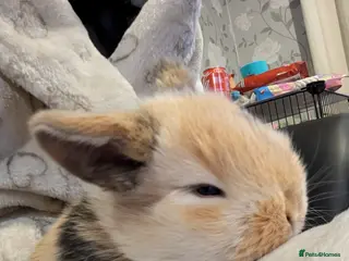 Mini Lop rabbits Pure bred minilops - Advert 3