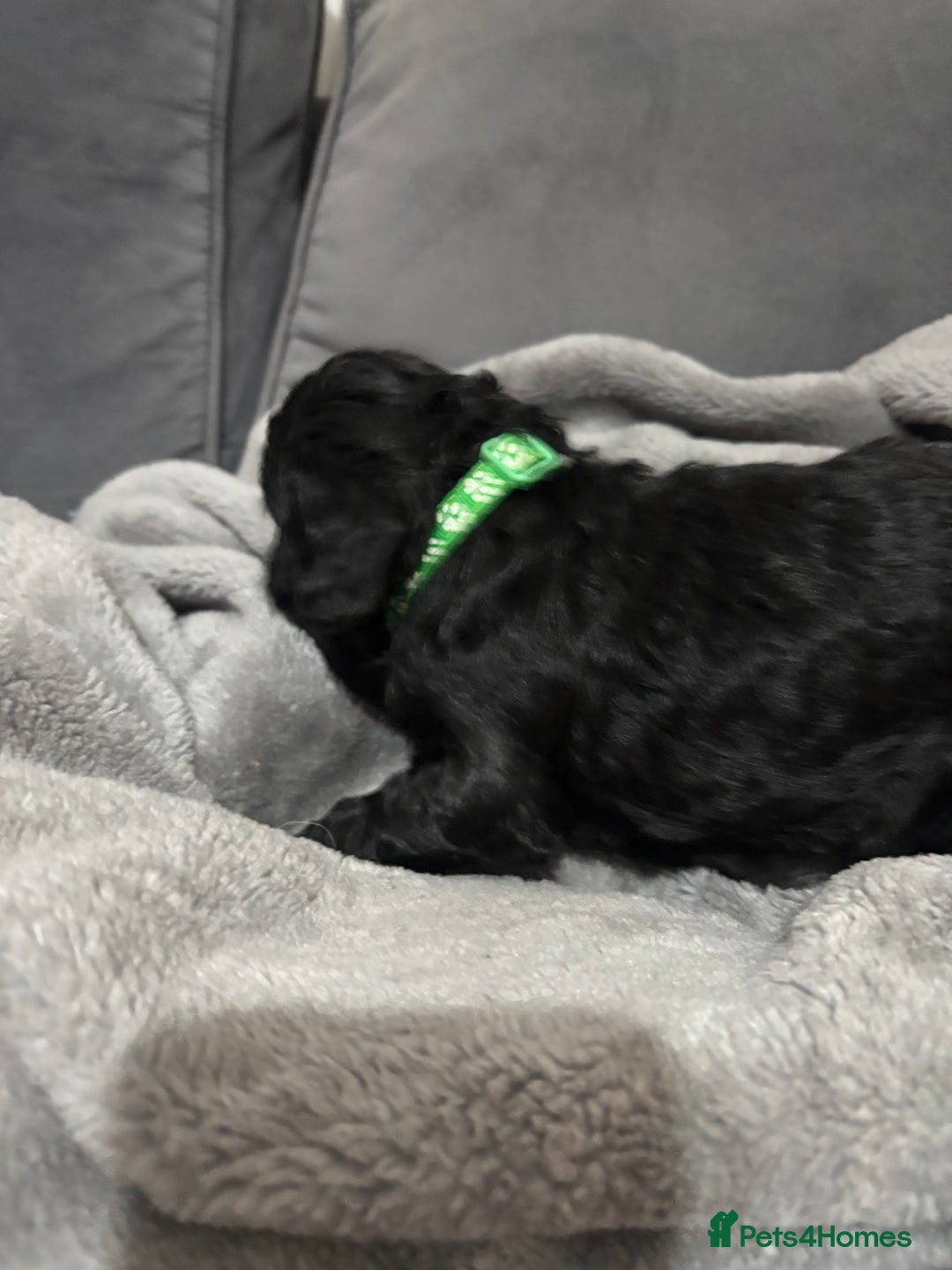 Cockapoo dogs for sale: Cockerpoo - Advert 9