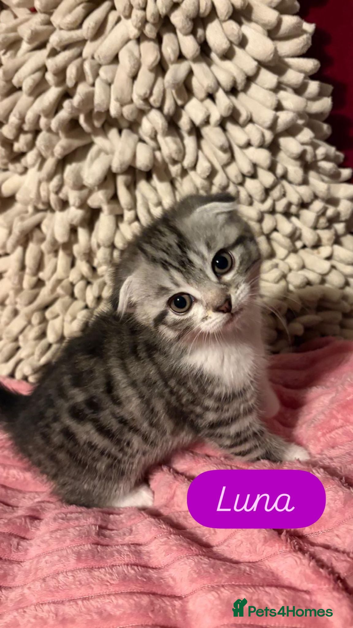 Scottish Fold cats 3 Beautiful ScottishFold TabbiesStripesSpotsFolded - Advert 4