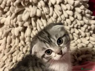 Scottish Fold cats 3 Beautiful ScottishFold TabbiesStripesSpotsFolded - Advert 1