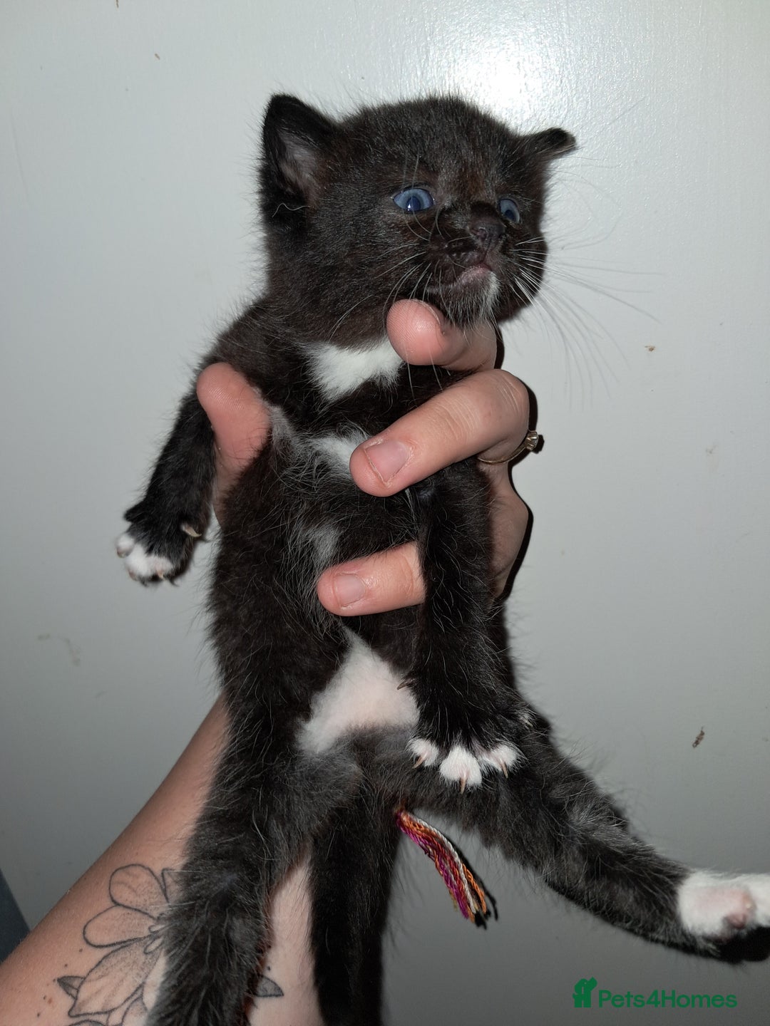 Mixed Breed cats for sale: 3 beautiful black and white kittens  - Image 12