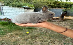 Netherland Dwarf rabbits for sale: Gorgeous Netherland dwarf bunnies  - Image 3