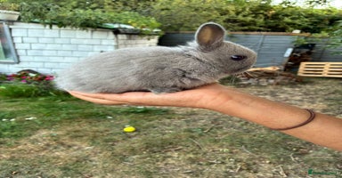 Netherland Dwarf rabbits - Advert 16