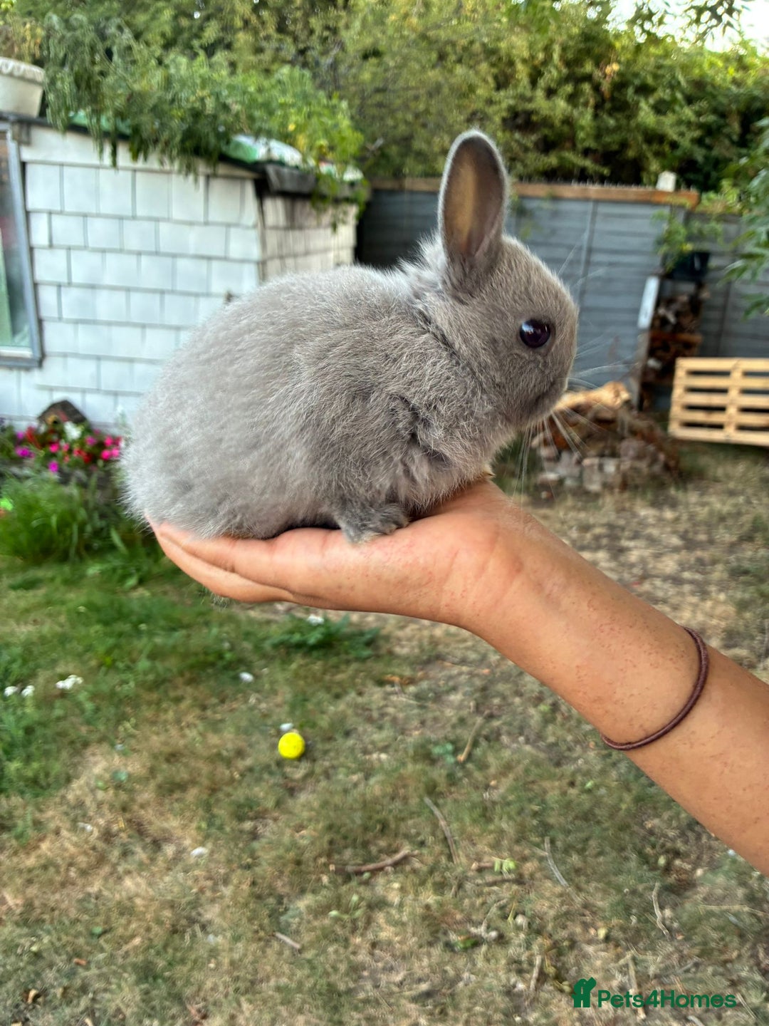 Netherland Dwarf rabbits for sale: Gorgeous Netherland dwarf bunnies  - Image 3