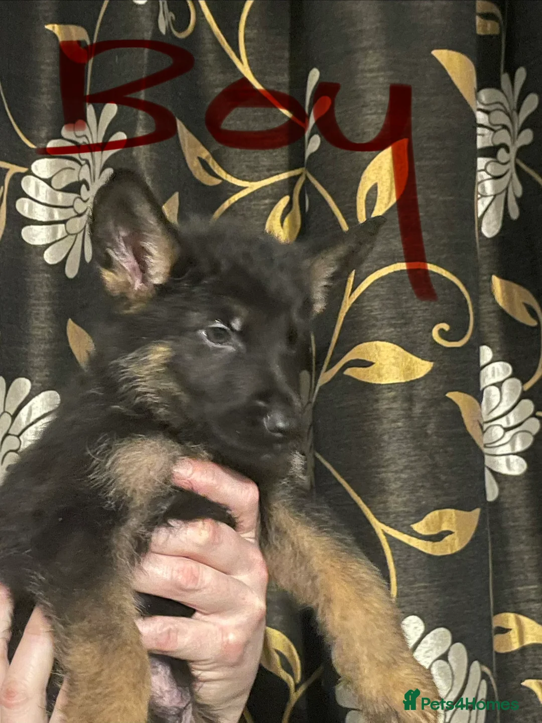 German Shepherd dogs for sale: German shepherd puppies ready now  in Sheffield - Advert 12