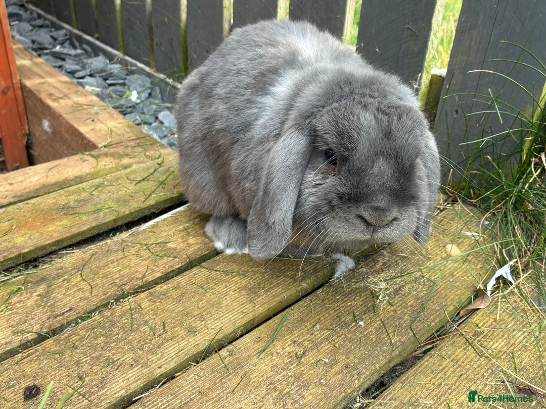 English Lop rabbits for sale: Rabbit for new home  - Advert 1