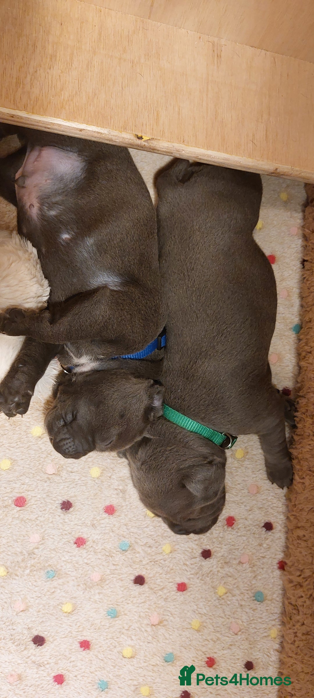 Staffordshire Bull Terrier dogs for sale: 💙KC Staffordshire Bull Terrier puppies 💙 - Advert 17