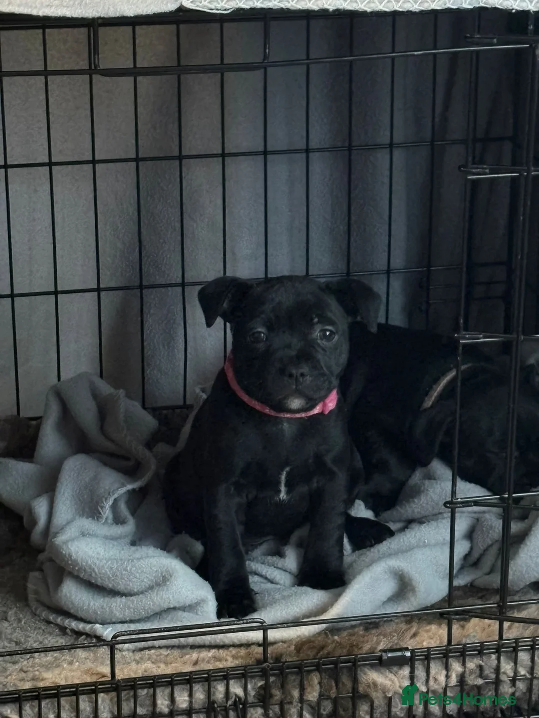 Staffordshire Bull Terrier dogs for sale: Staffordshire bullterrier (LAST 1 ) ready to go - Advert 22