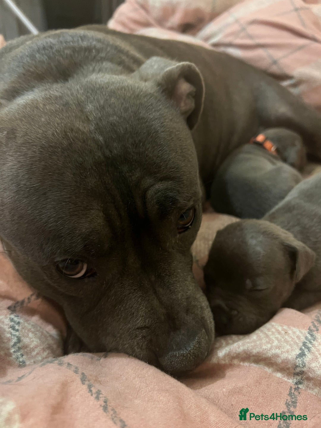 Staffordshire Bull Terrier dogs for sale: 🐾🔥7 beautiful blue staffy’s for sale🔥🐾 - Advert 8