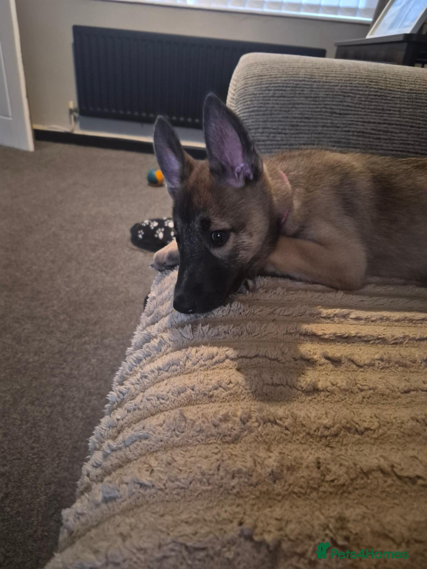 Mixed Breed dogs for sale: Belgium malinois x husky - Advert 17