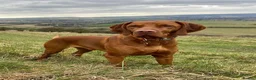 Hungarian Vizsla dogs for stud: KC registered, World Champion blood line stud.  - Advert 2