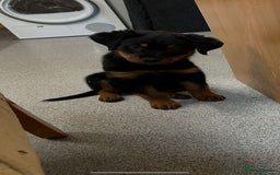 Rottweiler dogs for sale: Rehoming 16 week rottweiler  - Image 5