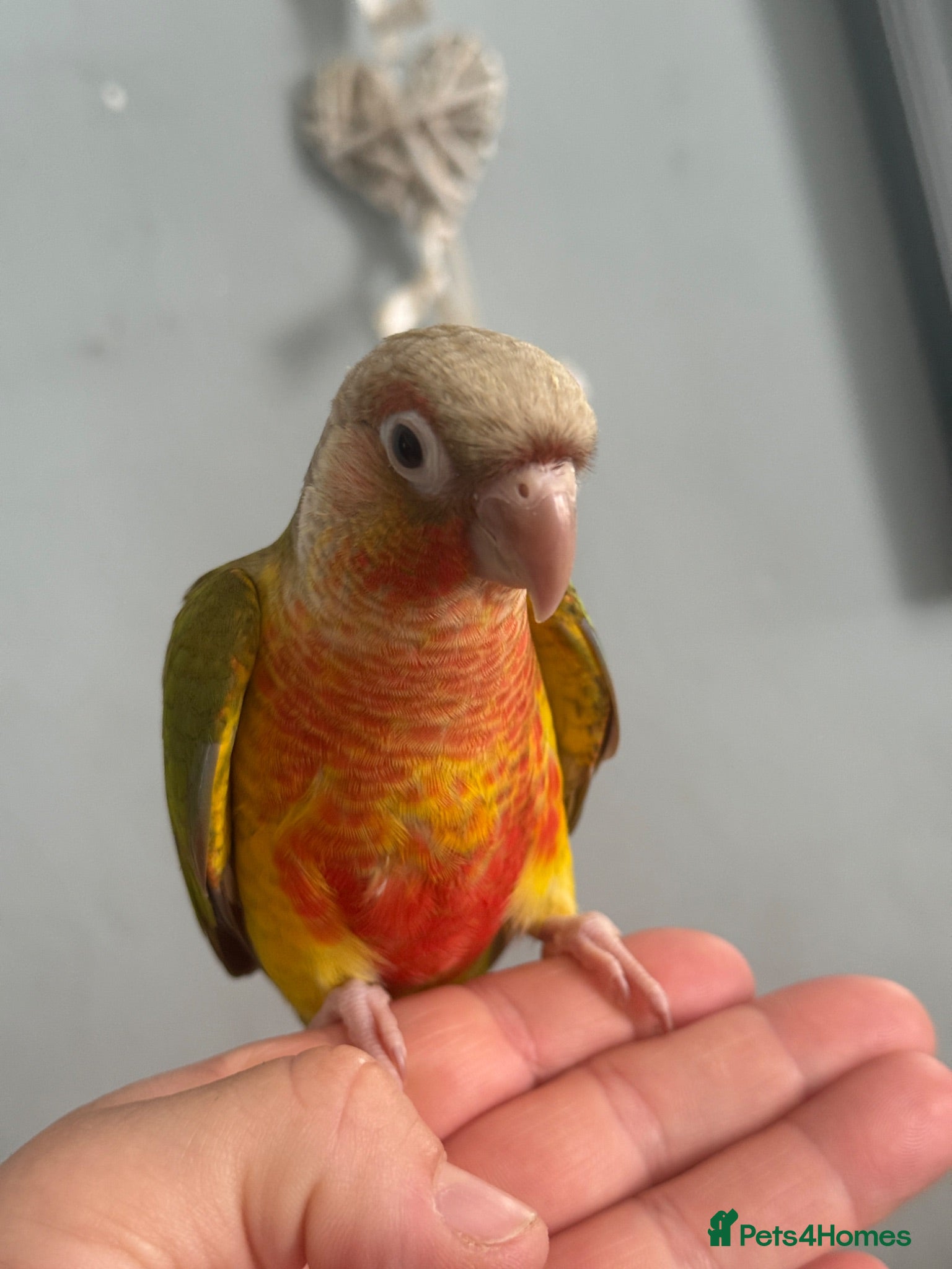 Conures birds Hand reared conures  - Advert 1
