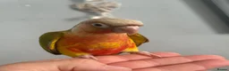 Conures birds for sale: Hand reared conures  - Advert 1