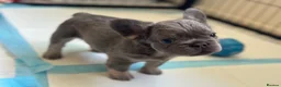 French Bulldog dogs for sale: Stunning litter of french bulldog pups !! - Advert 2