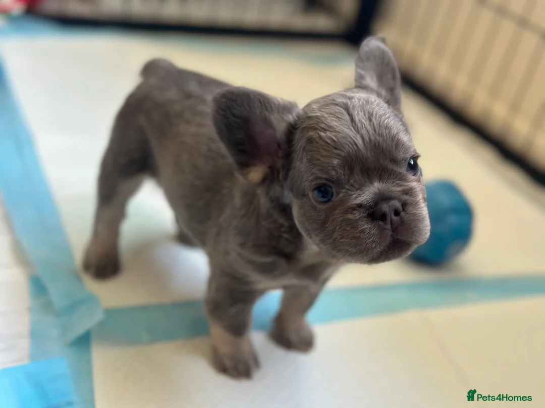 French Bulldog dogs for sale: Stunning litter of french bulldog pups !! - Advert 2