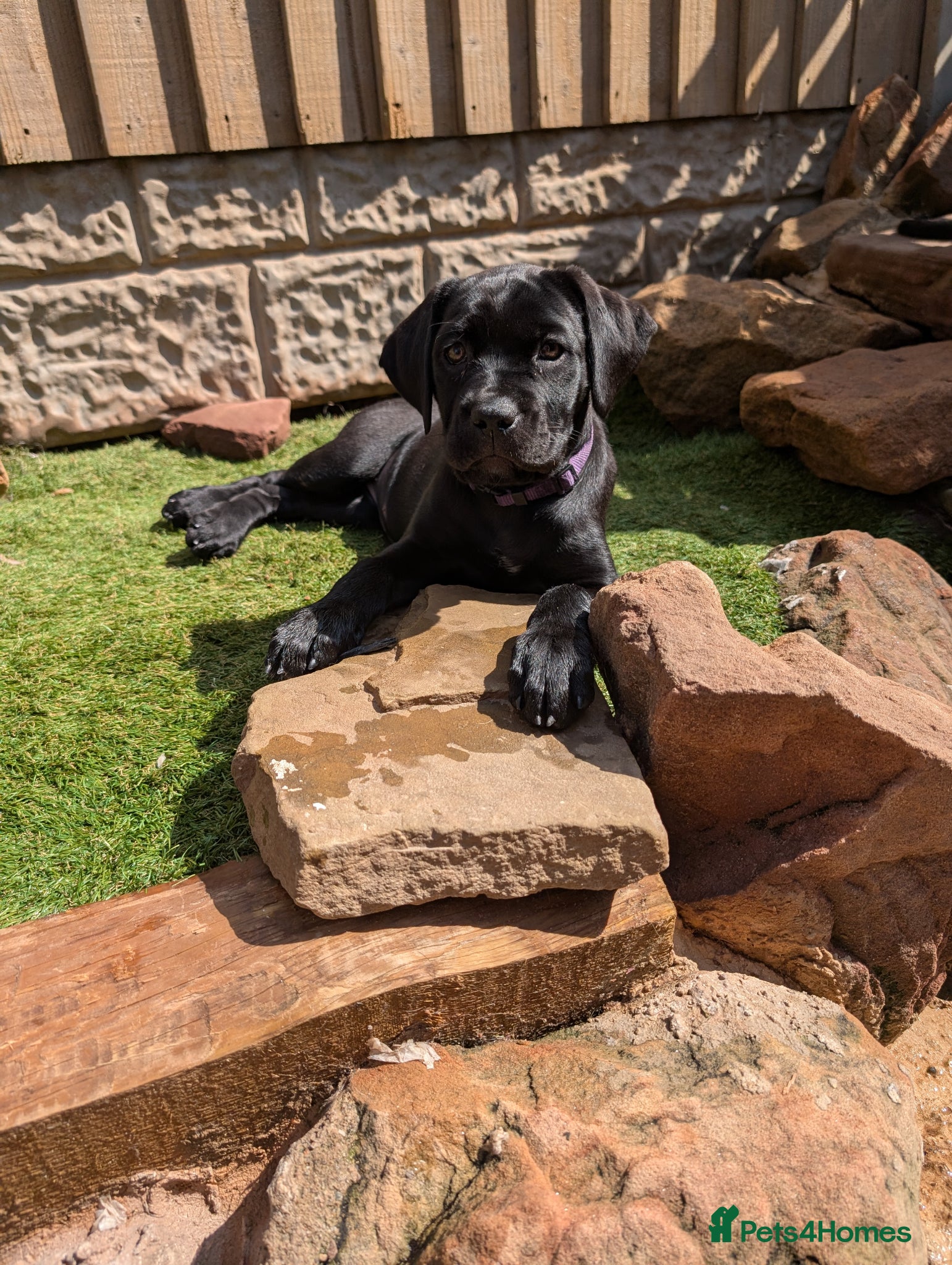 Cane Corso dogs Black female cane corsos.. 10 weeks old  - Advert 2