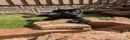 Cane Corso dogs for sale: Black female cane corsos puppies  - Advert 12