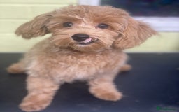 Toy Poodle dogs for sale: Little boy - Image 7