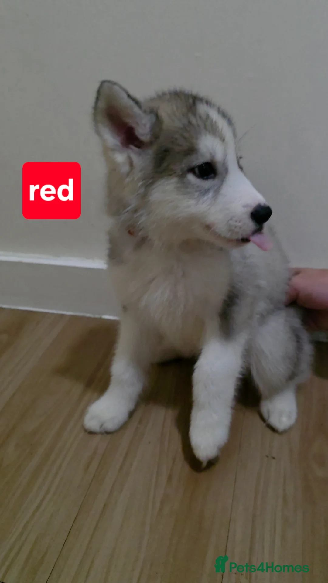 Siberian Husky dogs for sale: A lovely liter of 6 siberian husky pups. 😍  - Advert 2