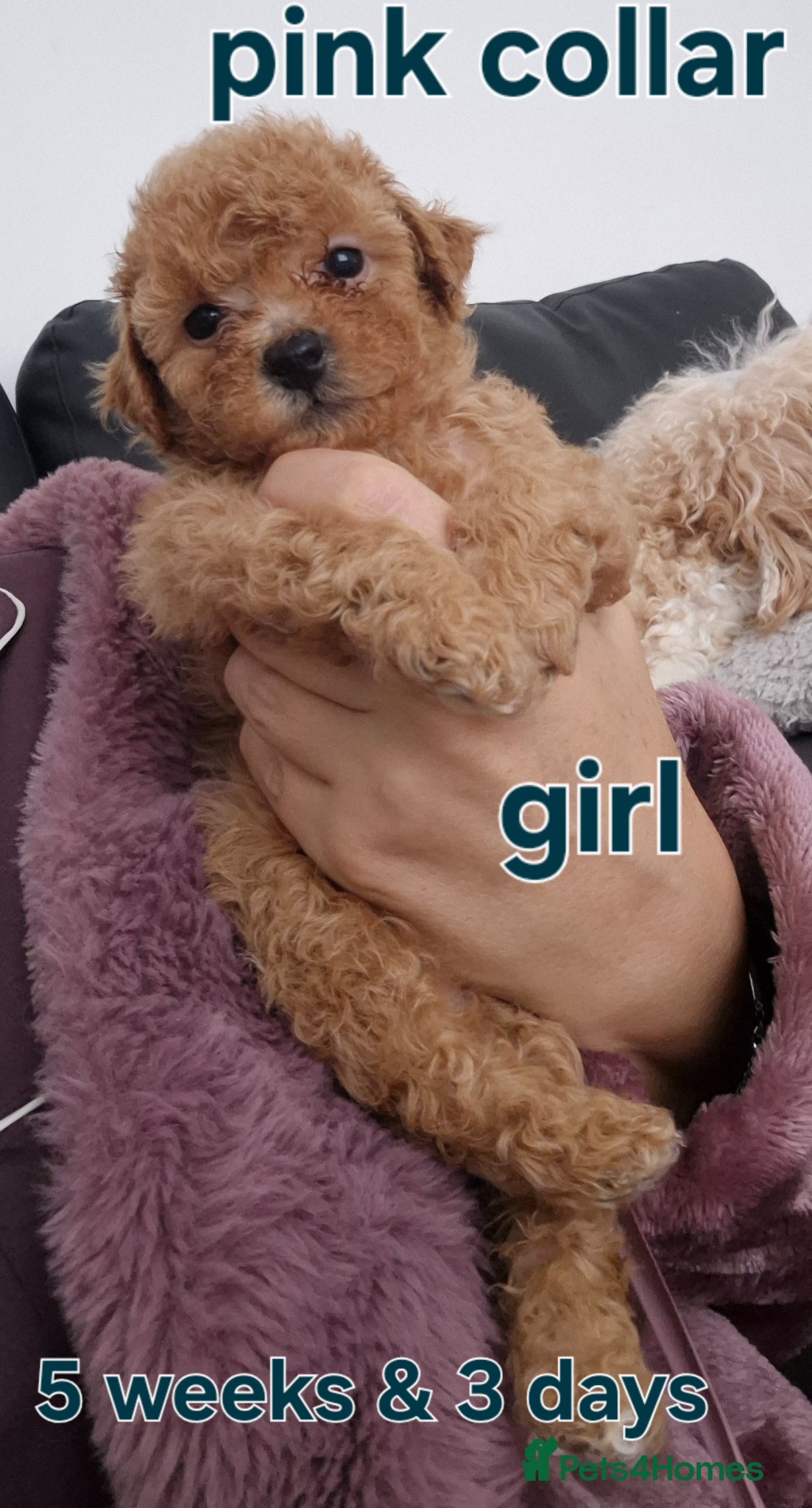 Poochon dogs Poochon - Advert 2