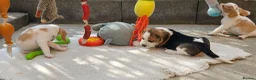 Beagle dogs for sale: Stunning KC Registered Beagle Pups- Ready 24.08.26 in Thirsk - Advert 21