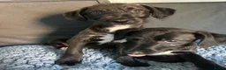 Mixed Breed dogs for sale: BEDDY  WHIPPET PUPS - Advert 5