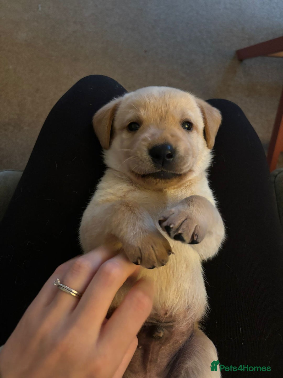 Labrador Retriever dogs for sale: Home bred working Labrador puppies - Image 20