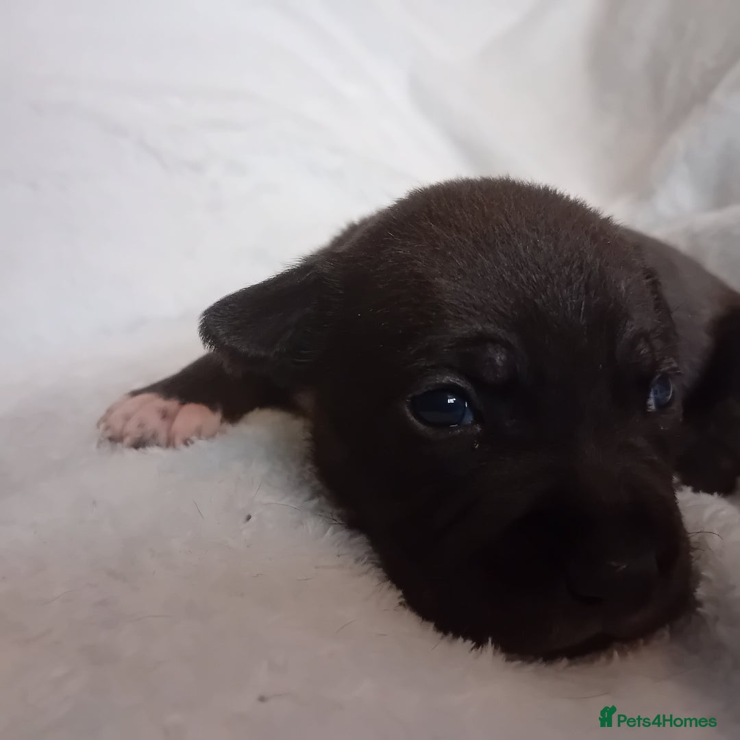 Staffordshire Bull Terrier dogs for sale: Staffordshire bull terrier pups  - Advert 13