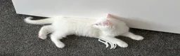Mixed Breed cats for sale: beautiful white kitten with blue eyes - Advert 4