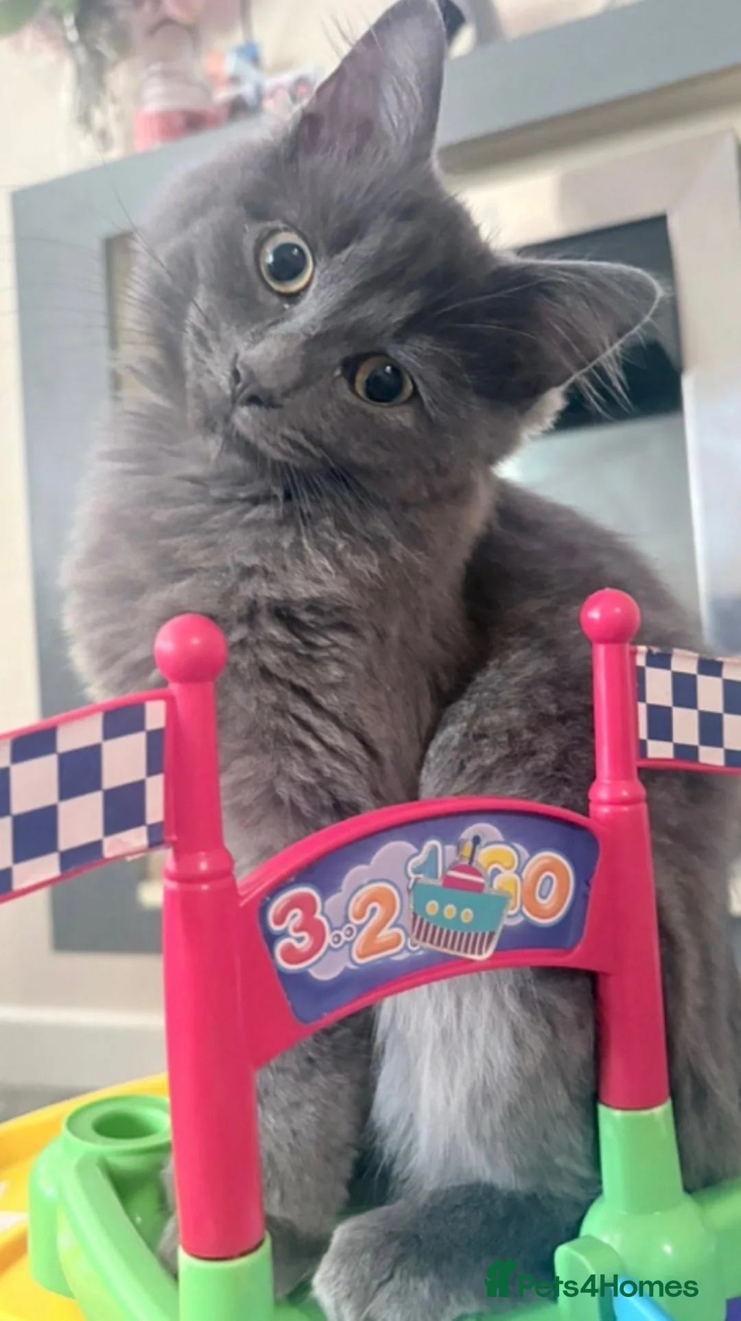 Russian Blue cats for sale: Stunning russian blue x ragdoll  in Bradford - Advert 2
