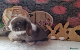 Mini Lop rabbits for sale: Beautiful mini lops - Image 2