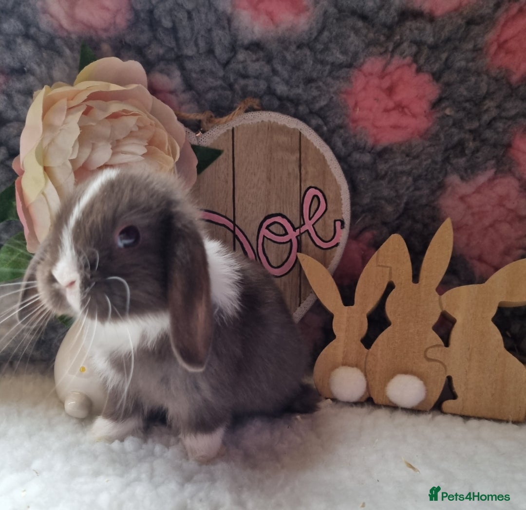 Mini Lop rabbits for sale: Beautiful mini lops - Image 2