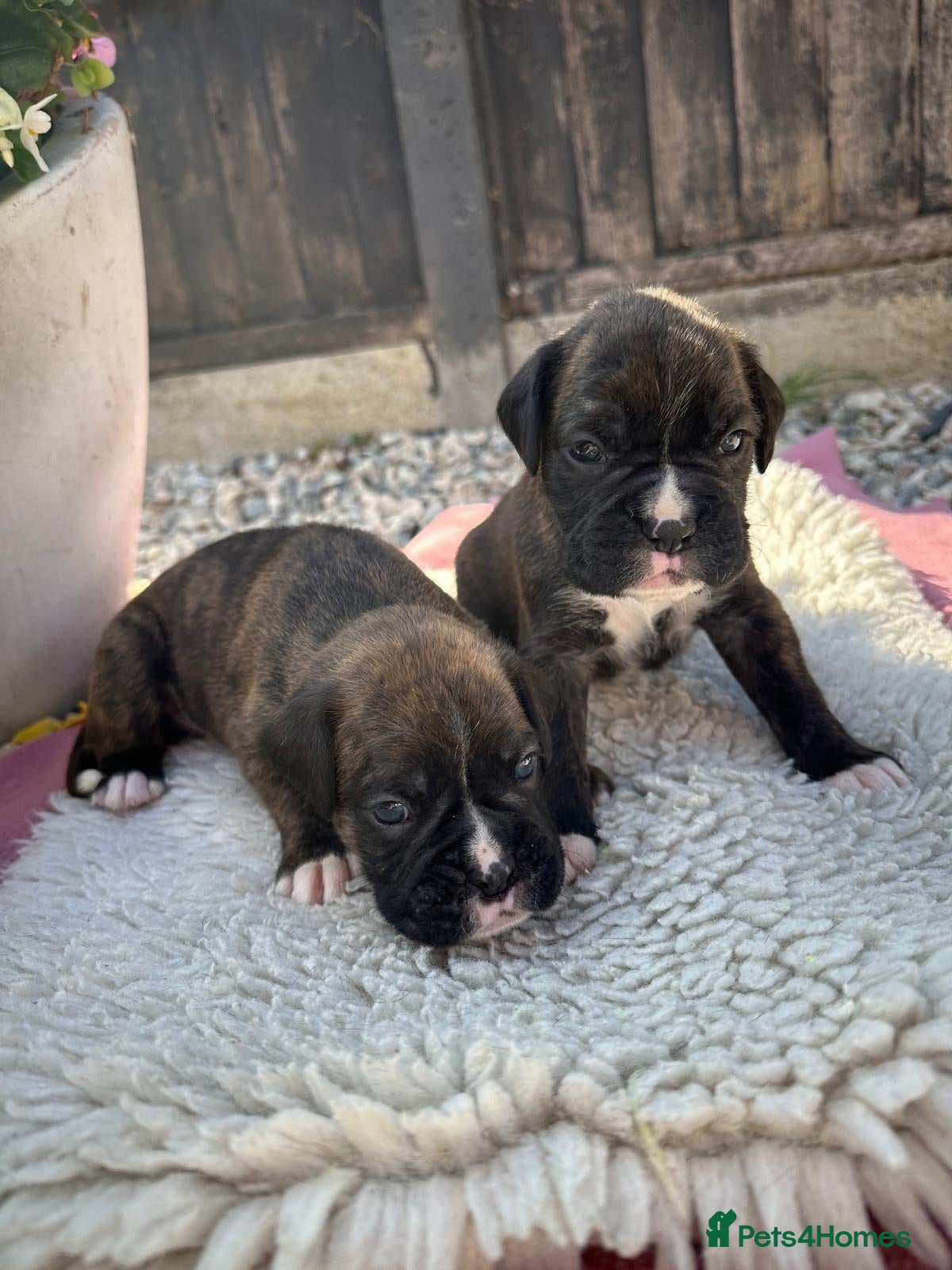 Boxer dogs KC Registered Boxer Puppies - health tested - Advert 2