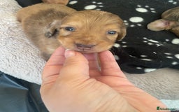 Miniature Dachshund dogs for sale: Long haired dachshund puppies   - Image 16