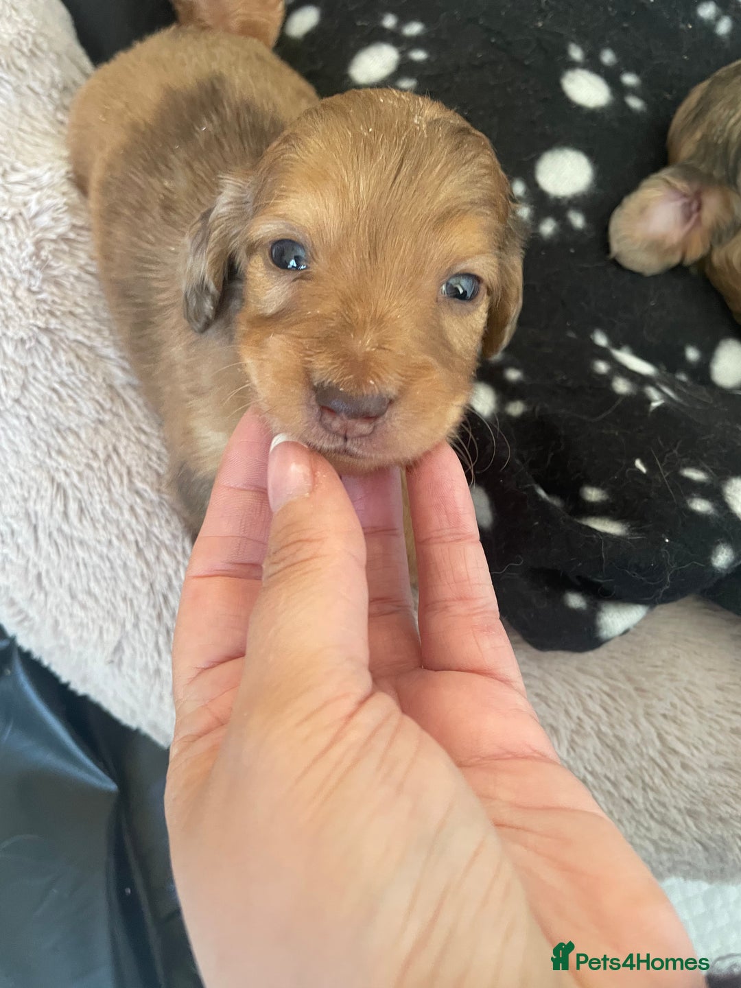 Miniature Dachshund dogs for sale: Long haired dachshund puppies   - Image 16