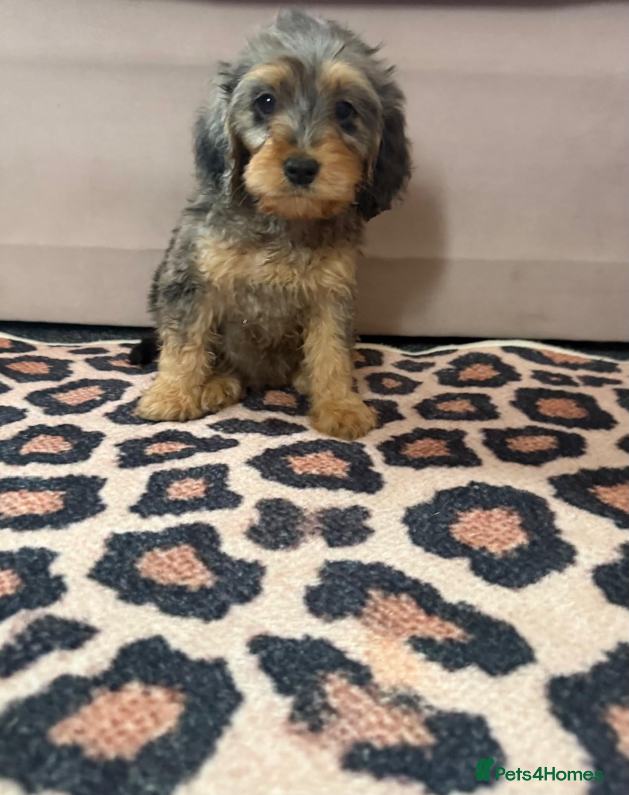 Cockapoo dogs Beautiful puppies - Advert 3
