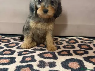 Cockapoo dogs Beautiful puppies - Advert 3