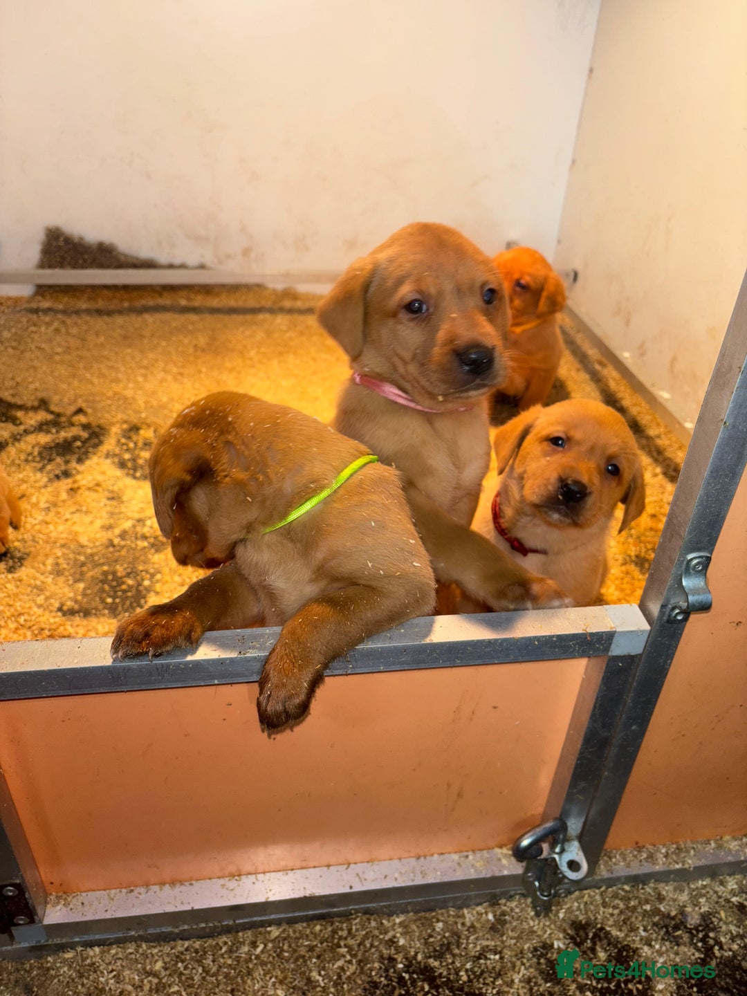 Labrador Retriever dogs for sale: KC Registered Litter of 9 fox red Labrador Puppies - Advert 17