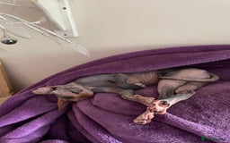 Sphynx cats for sale: Sphynx girl not neutered  - Image 13