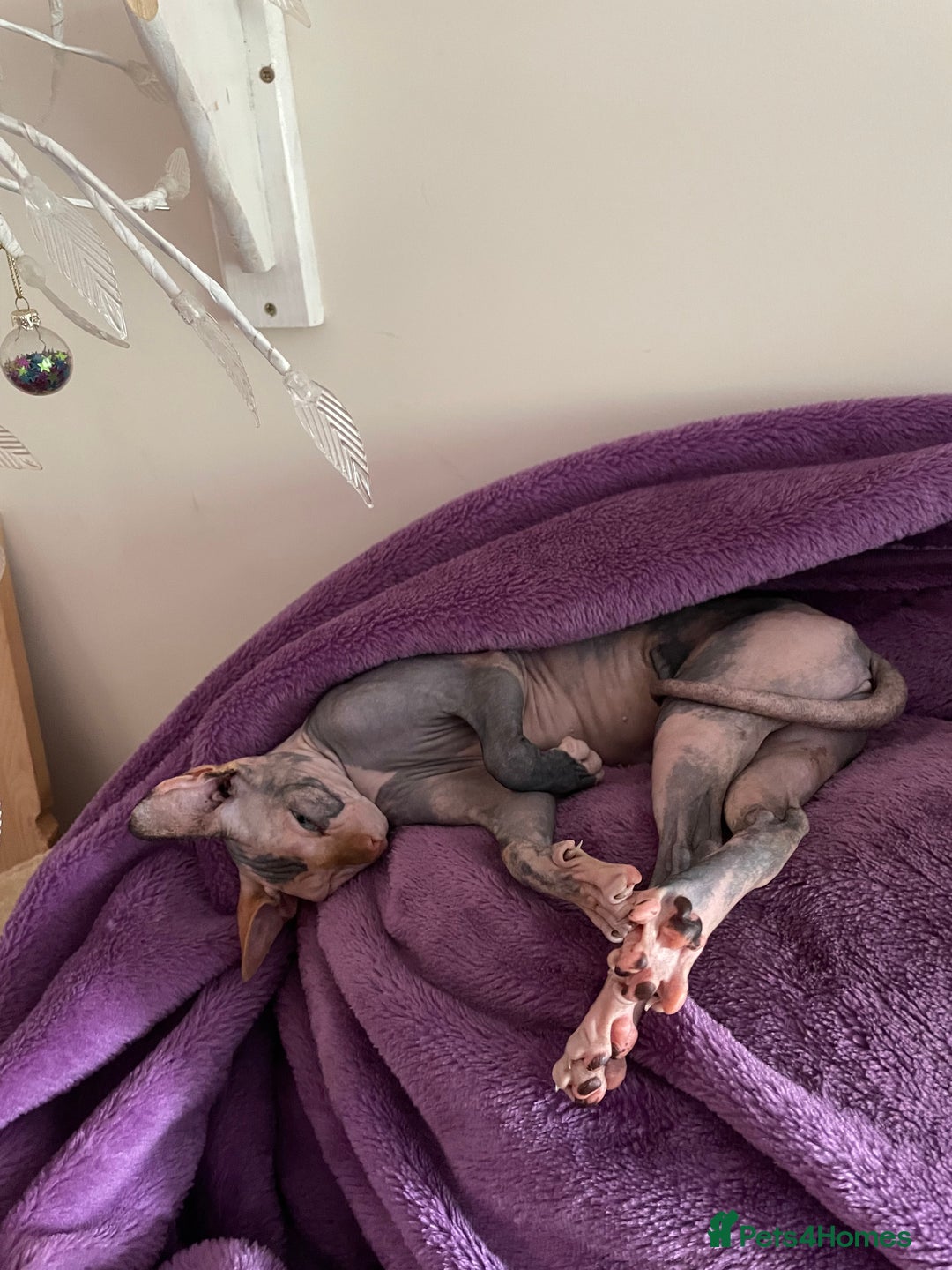 Sphynx cats for sale: Sphynx girl not neutered  - Image 13